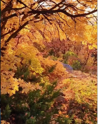 Fall Foliage Adventure in Ogden, Utah: Book Your Stay Now!