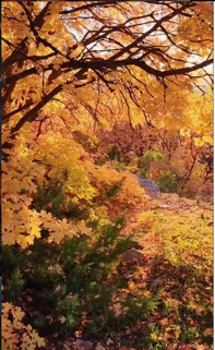 Fall Foliage Adventure in Ogden, Utah: Book Your Stay Now!